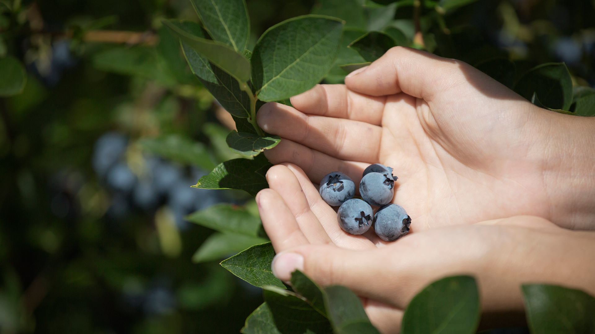 Poland you to the world's biggest Blueberry Conference